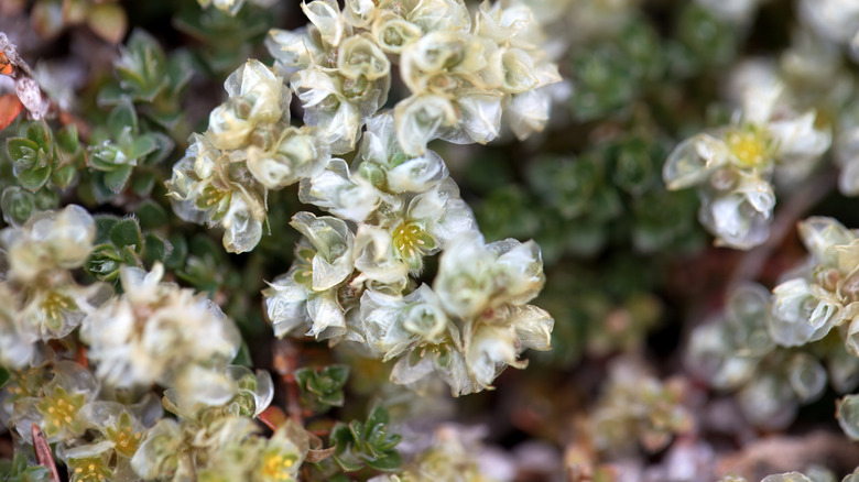 White transparent flower clusters