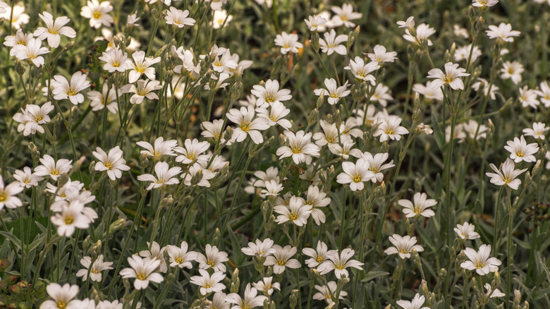 Many small white flowers with yellow centers