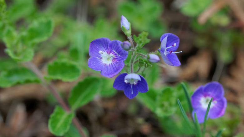 Tiny purple thyme-leaf speedwell flowers