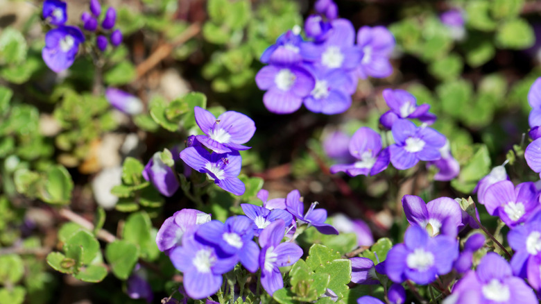 Purple Turkish speedwell flowers