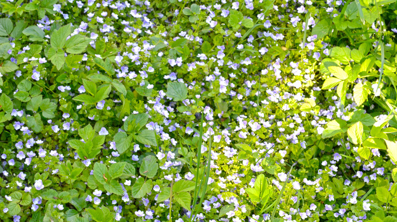 Small purple flowers on a woolly speedwell plant