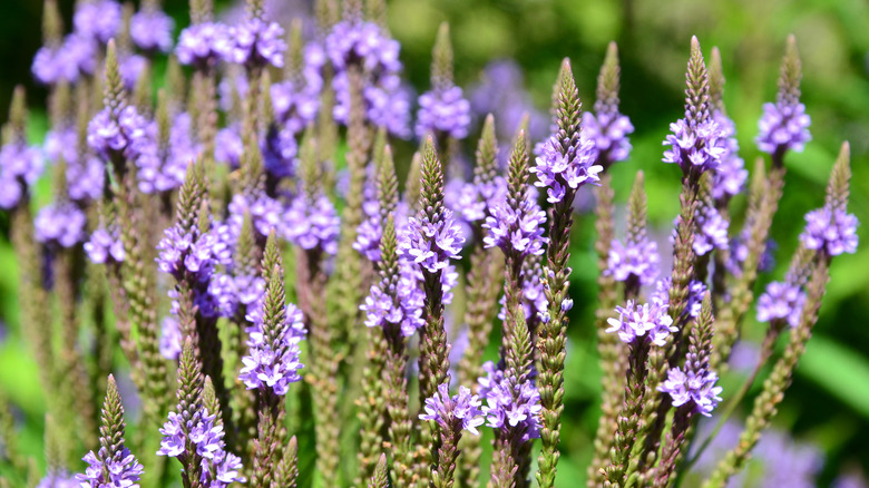 thumbnail image 2 of Little Seed Store 201+ Blue Vervain Seeds - Native Wildflower, Perennial Herb Tea, Drought Tolerant 2 of 6