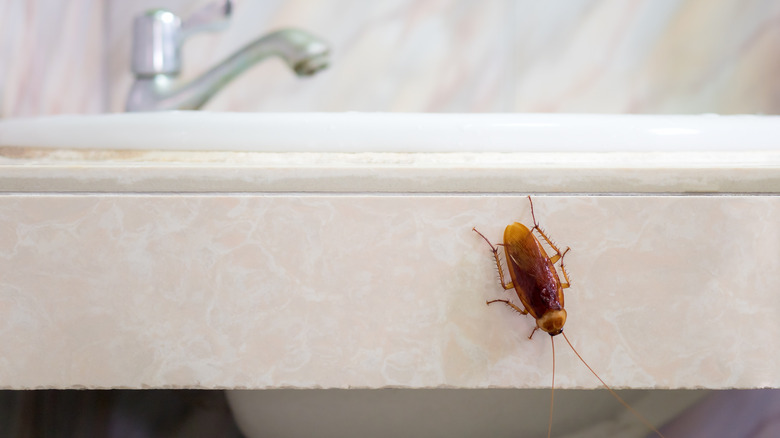 cockroach on bathroom sink