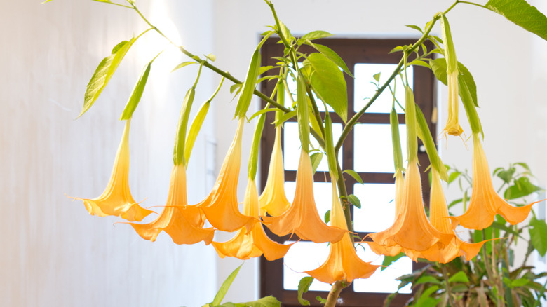 An angel's trumpet tree full of flowers, with a window in the background