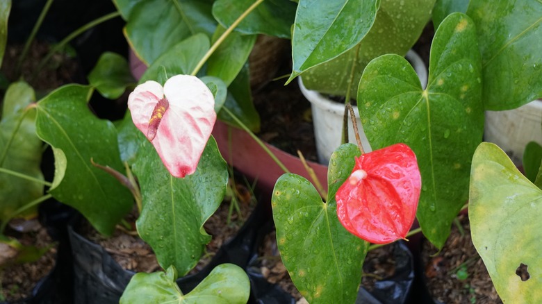Different anthuriums in pots, two with red and white 'flowers'