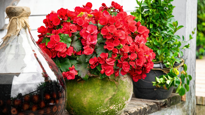 Red begonias in an antique green pot next to bottled olives and another green plant