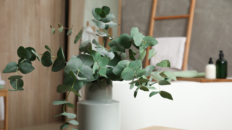 A small eucalyptus plant growing in a pot inside on a shelf
