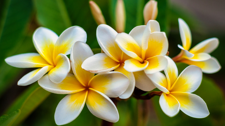 A close-up of frangipani flowers that are white and yellow