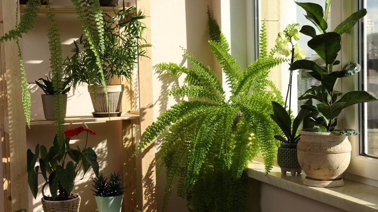 A corner of a home next to a window with shelves filled with houseplants of all shapes and sizes