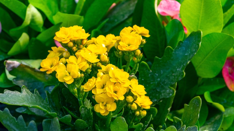 The bright yellow flowers of a Kalanchoe in a pot in an outdoor plant store