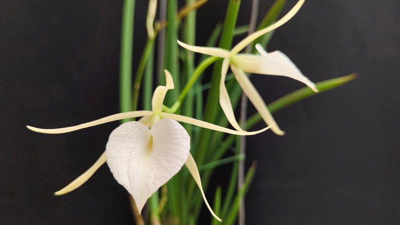 The stunning white flowers of the Lady of the Night orchid against a black background