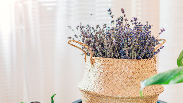 Lavender in a basket inside a home with gauzy white cotton in the background