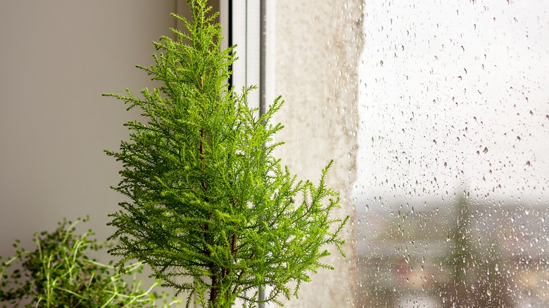 A lemon cypress in a pot facing a window with raindrops on it