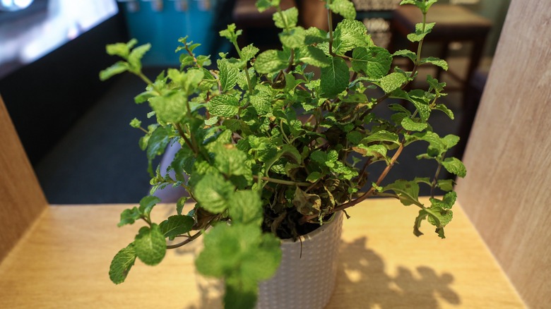 A mint plant in a white textured pot on a light brown wood shelf