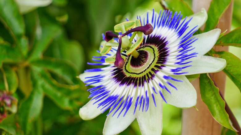 A purple, green, blue, and while passion flower in full bloom