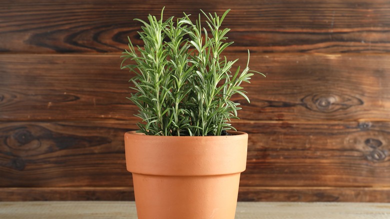 A rosemary plant in a terracotta pot against a dark wood background