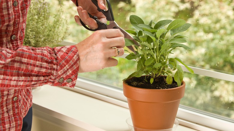 A woman in a plaid red long-sleeved shirt using scissors to trim off leaves from a sage plant sitting in a windowsill inside