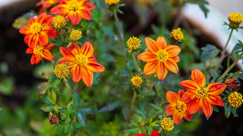 Orange and yellow Bidens 'Campfire Flame' growing in a small pot