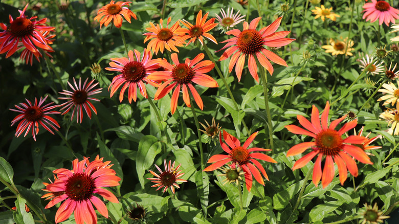 Orange-red Echinacea 'Cheyenne Spirit' coneflowers in bloom
