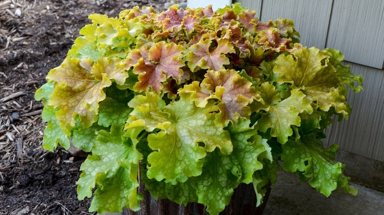 coral bells 'Apple Twist' green, red, and yellow foliage up close