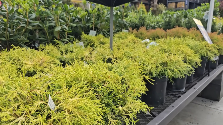 several kinds of arborvitae available in the fall