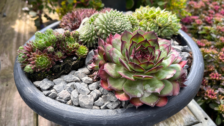 a bowl of hens and chicks with gravel mulch
