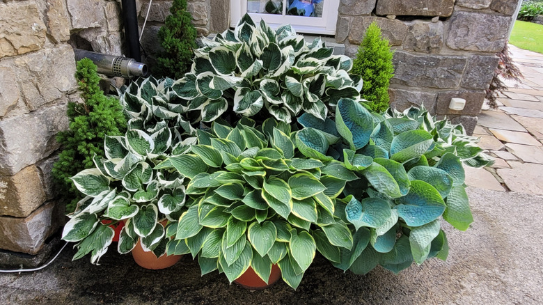 various variegated hostas add visual interest to a shady corner