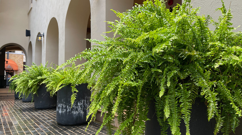 'Kimberly Queen' ferns in several pots lining an interior hallway
