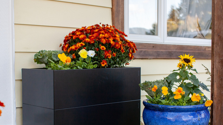 yellow pansies add small bursts of color in fall planters