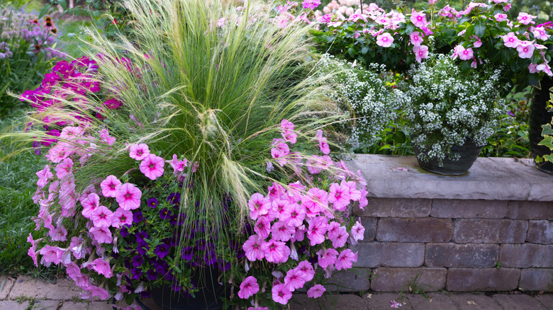 supertunias and ornamental grasses growing in planters