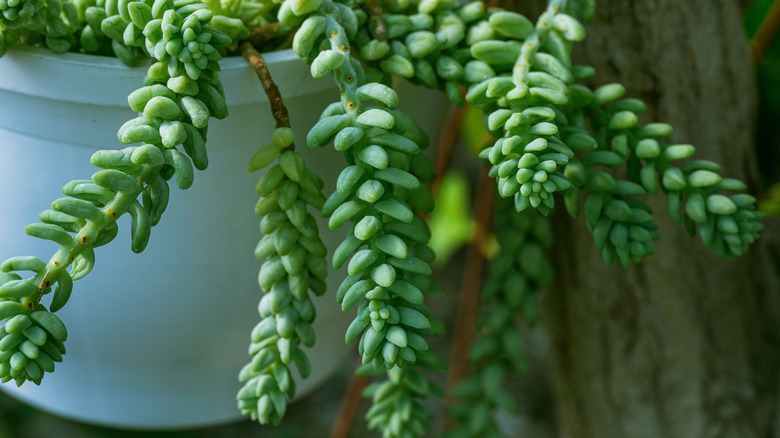 Sedums fill a porch hanging planter