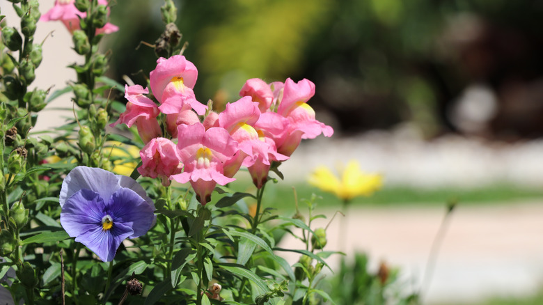 pink snapdragons and a blue pansy