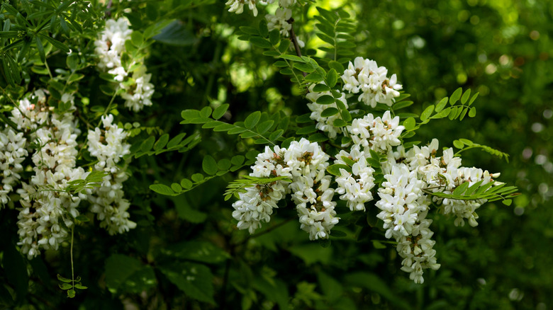 close-up of white black locust tree flowers