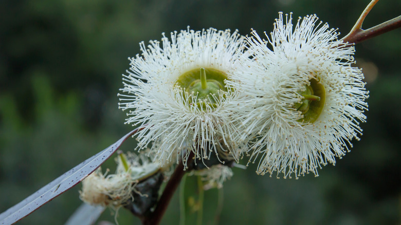 close-up of white, shaggy flowers on blue gum eucalyptus tree