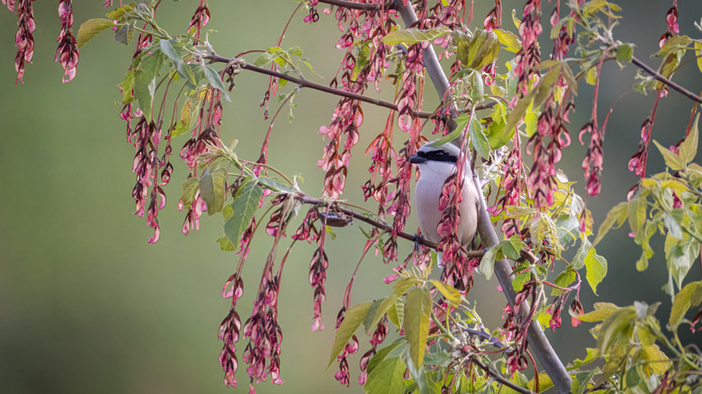 bird sitting on boxelder tree with small, pink flowers