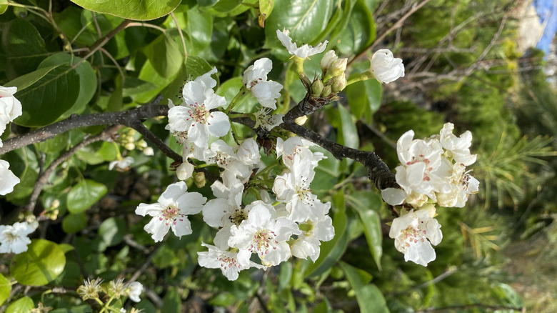 clusters of white flowers on a Bradford pear tree