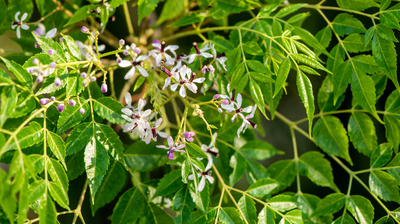 Purplish flowers on chinaberry tree