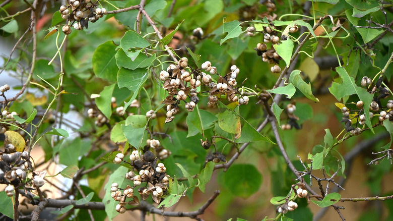 popcorn-like seeds on Chinese tallow tree