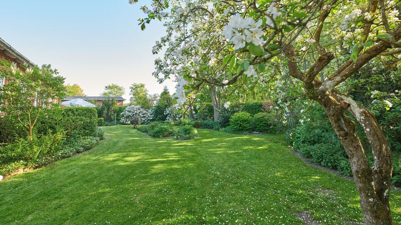 flowering trees growing in yard