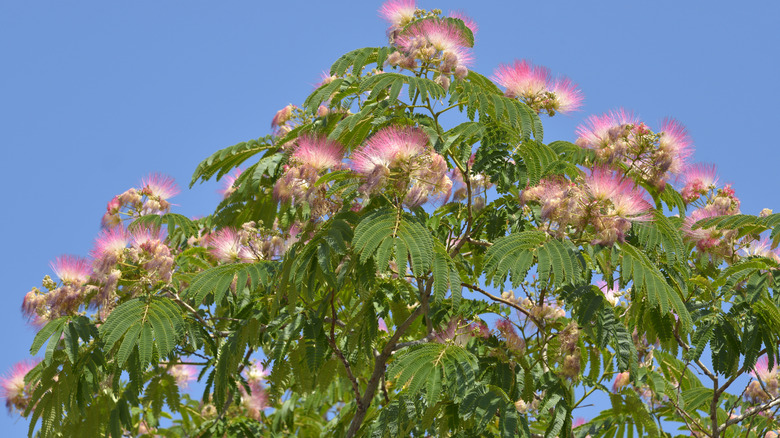 whispy pink flowers on a persian silk tree