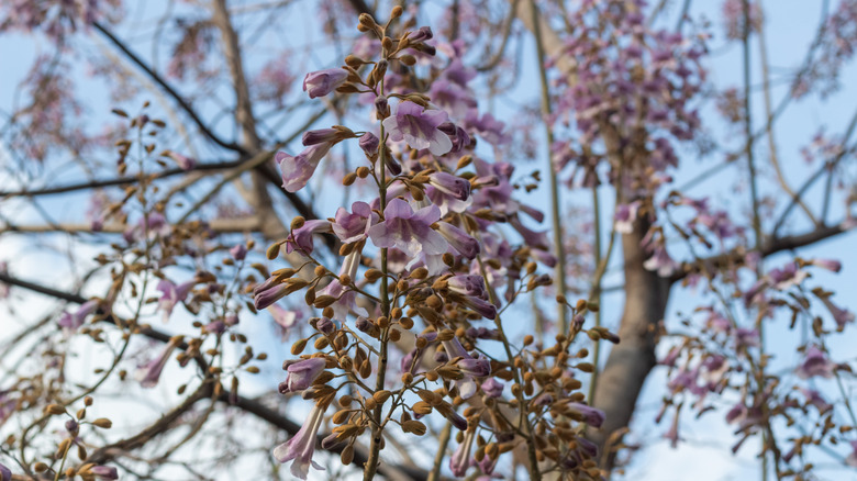 purplish flowers on a princess tree's bare stems