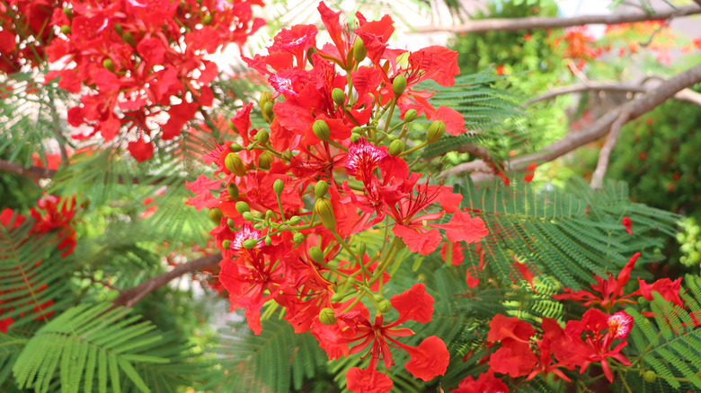 rich red flowers on a royal poinciana tree