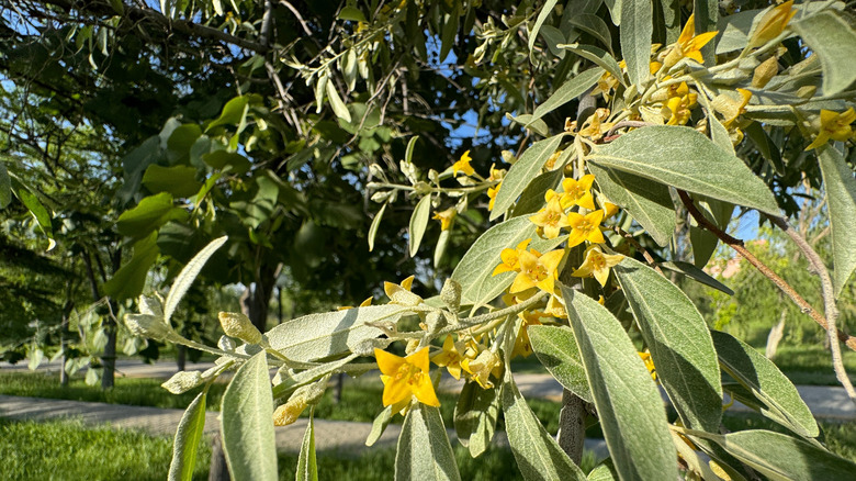 Yellow flowers and silvery foliage on a Russian olive tree