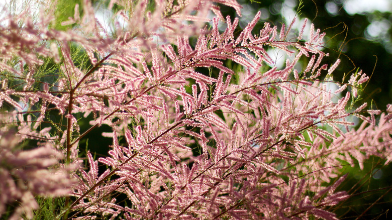small, pink flower clusters on salt cedar tree
