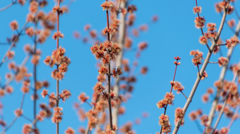 reddish flowers on silver maple tree stems