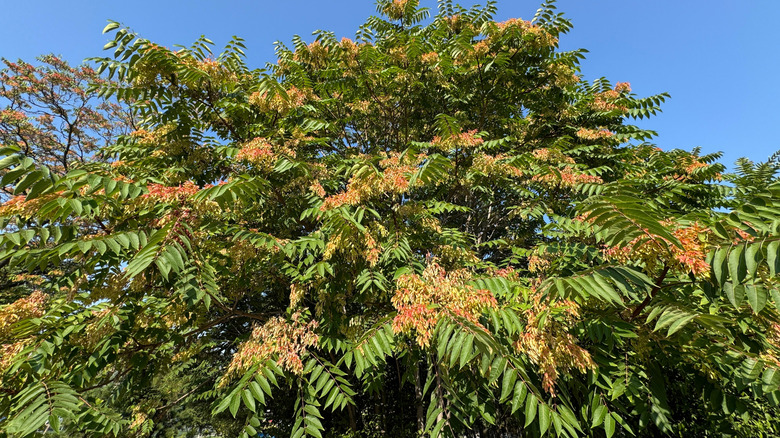 tree-of-heaven foliage and flowers
