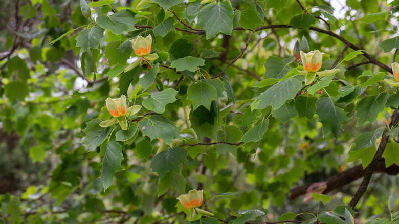 green and yellow flowers on a tulip tree