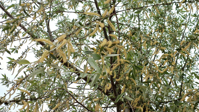 yellow catkins on white willow tree
