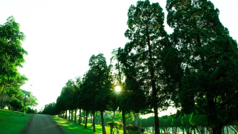 A drive lined with tall grand fir trees