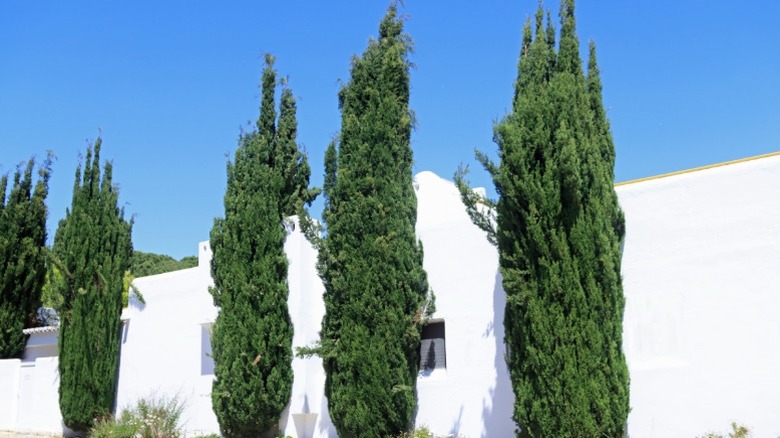 A row of Italian cypress trees